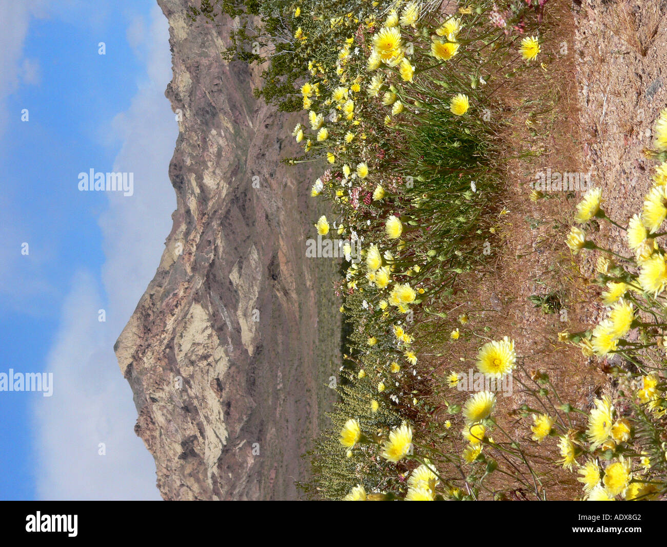 wildflower blooming in Death Valley Stock Photo - Alamy
