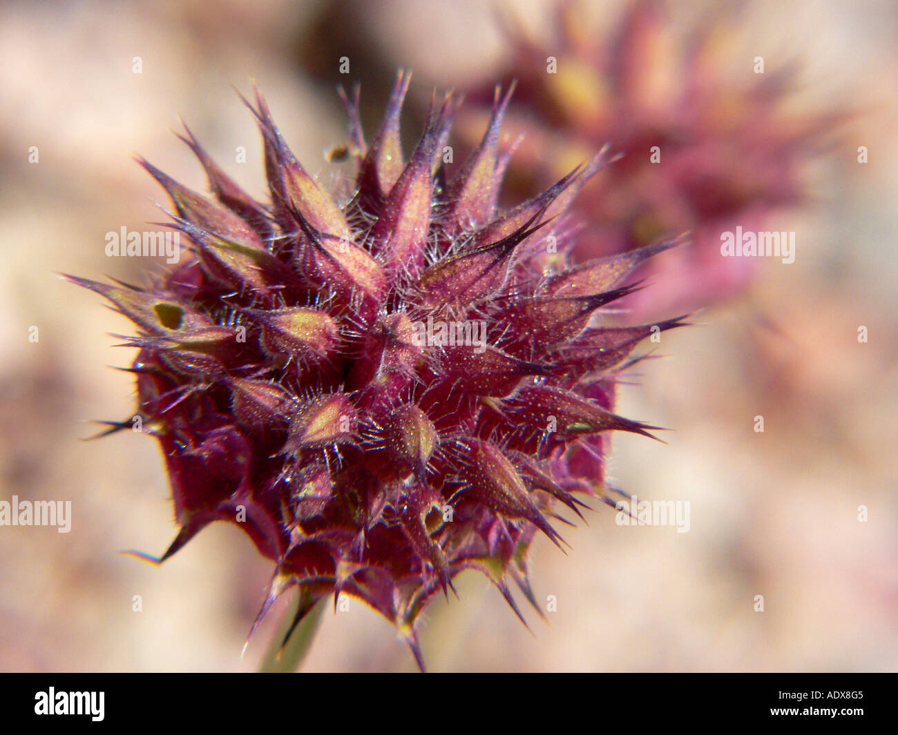 wildflower blooming in Death Valley Stock Photo - Alamy