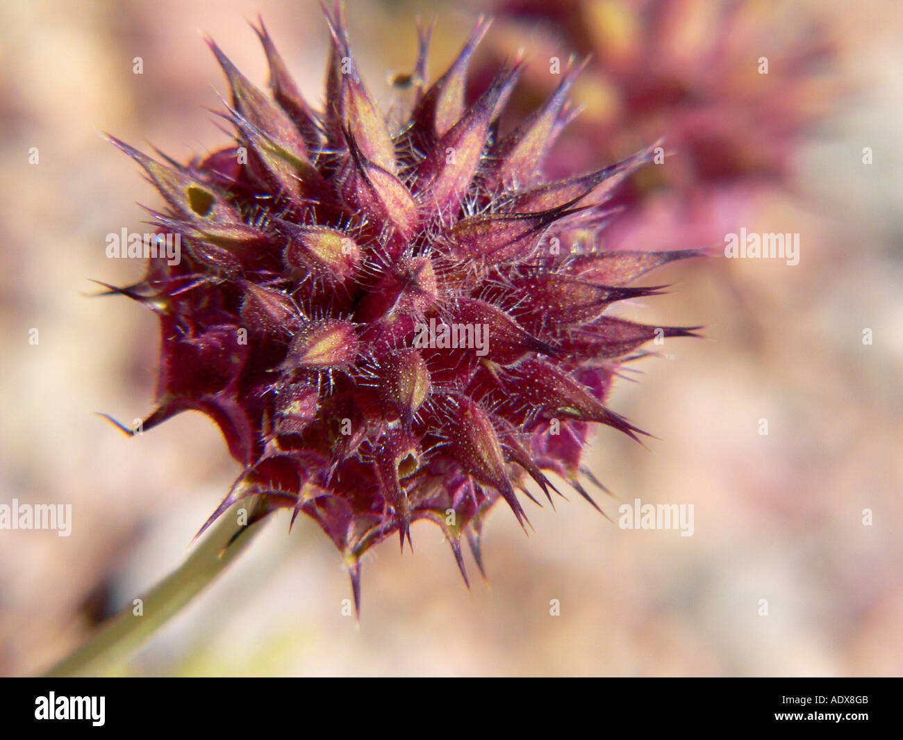 wildflower blooming in Death Valley Stock Photo - Alamy