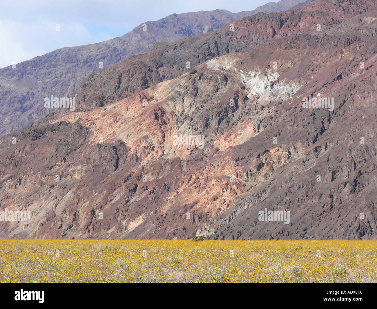 wildflowers blooming in Death Valley Stock Photo - Alamy
