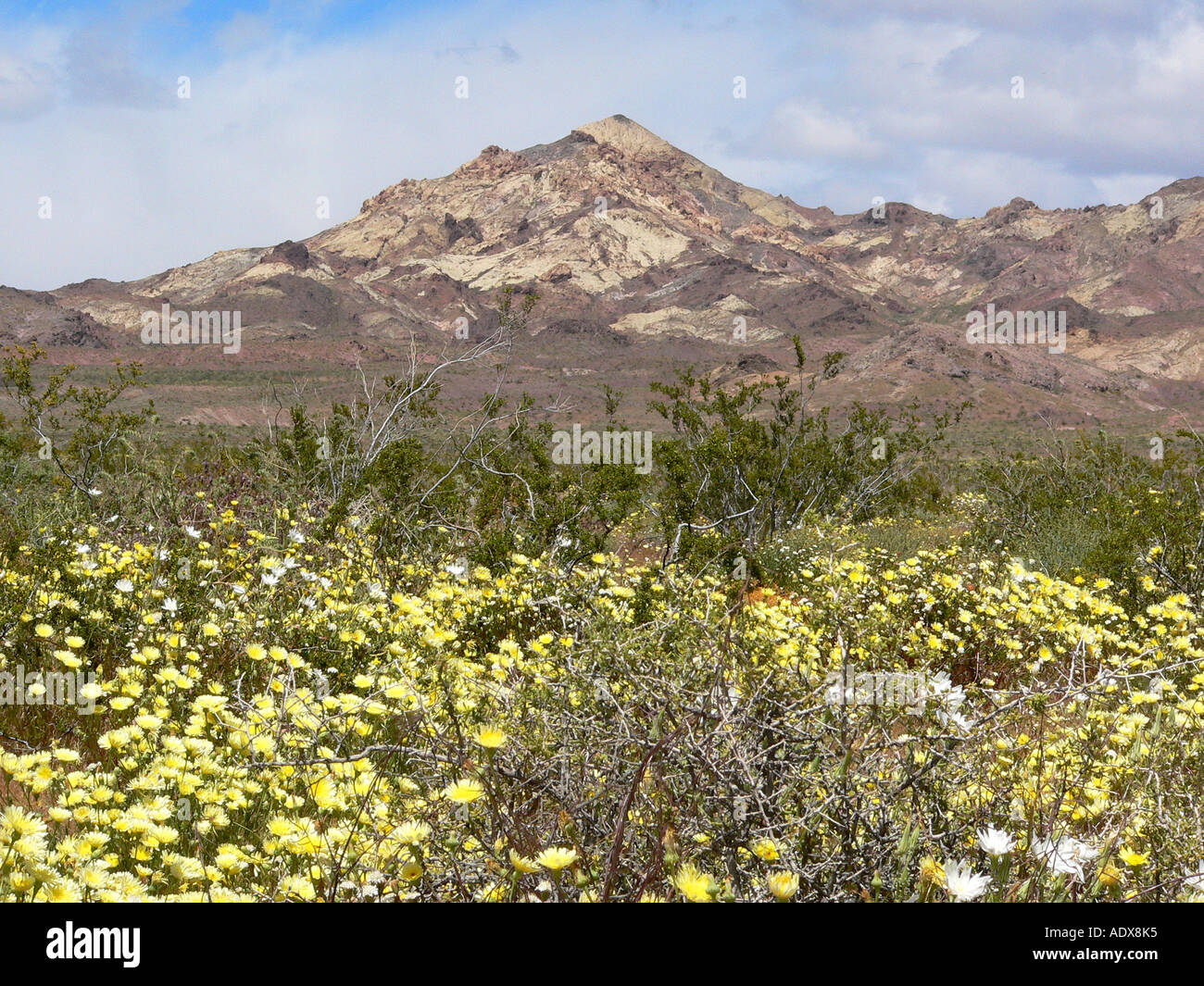 wildflowers blooming in Death Valley Stock Photo Alamy