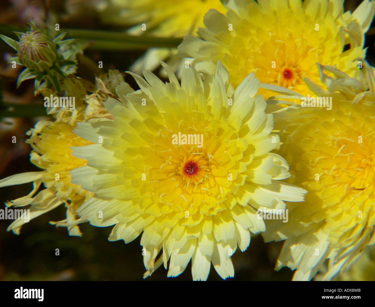 Death valley wild flowers hi-res stock photography and images - Alamy