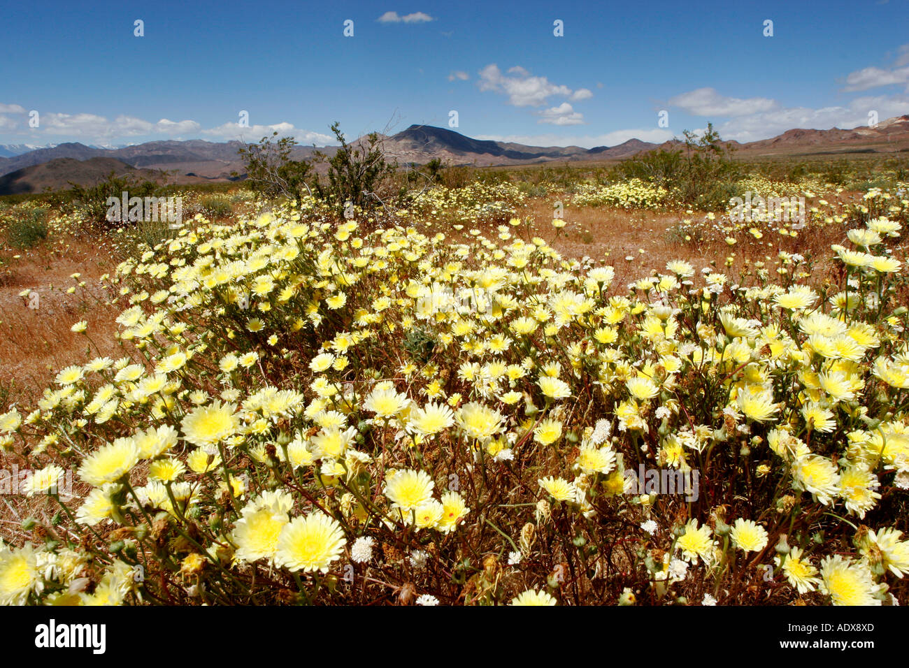Death valley wild flowers hi-res stock photography and images - Alamy