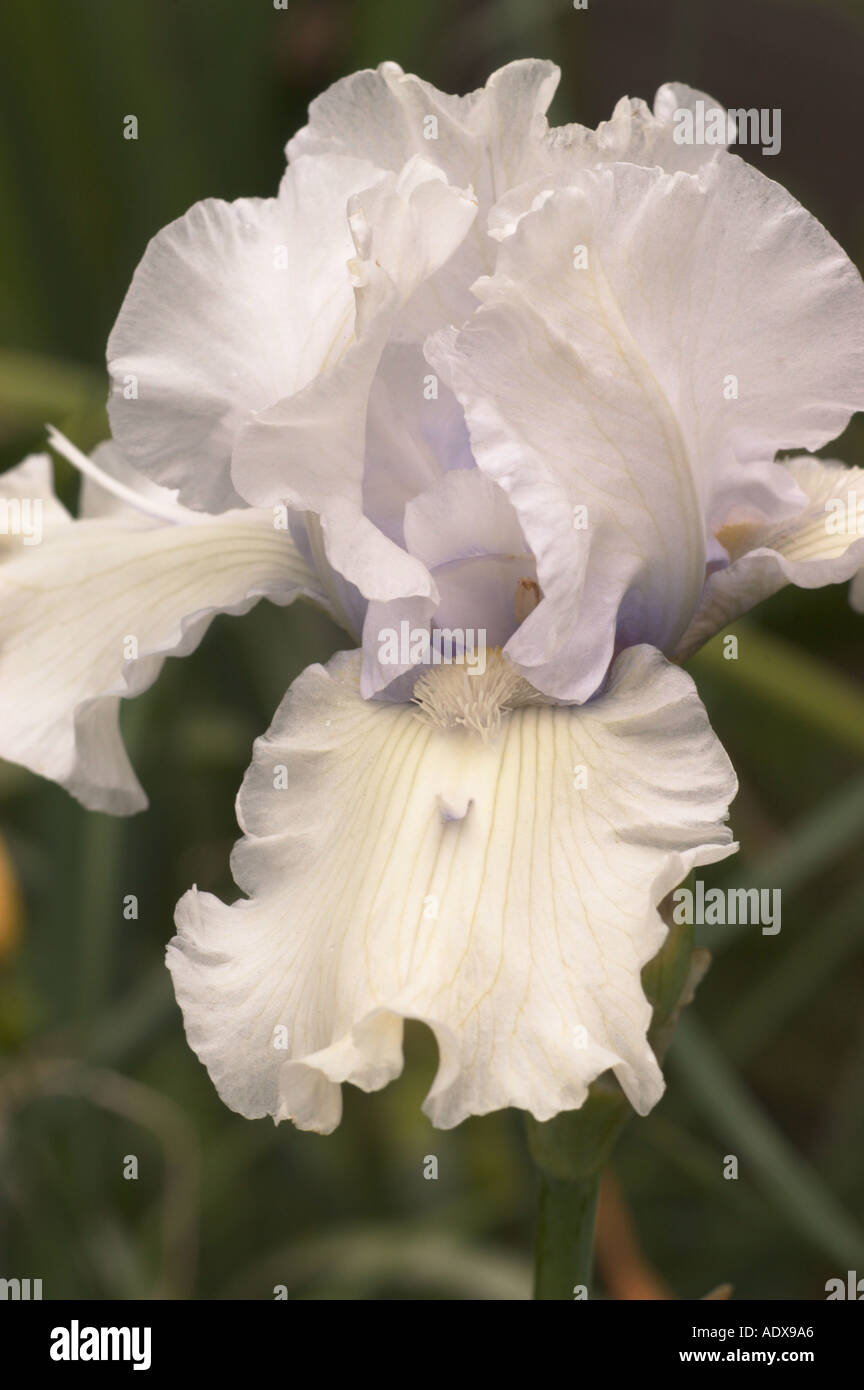 White Pale Lavender Bearded Iris Fort Mason Community Garden San