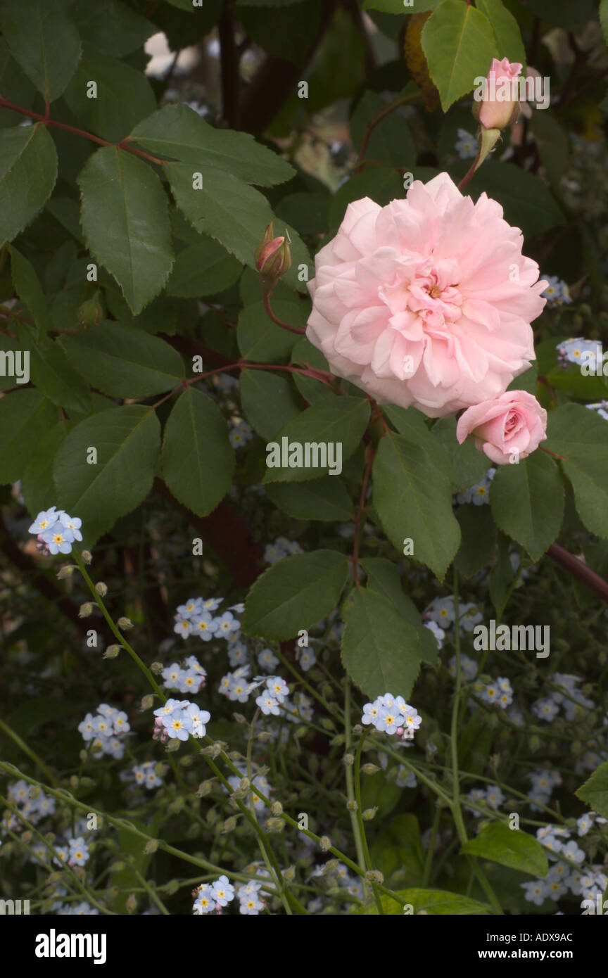 Cecile brunner rose hires stock photography and images Alamy