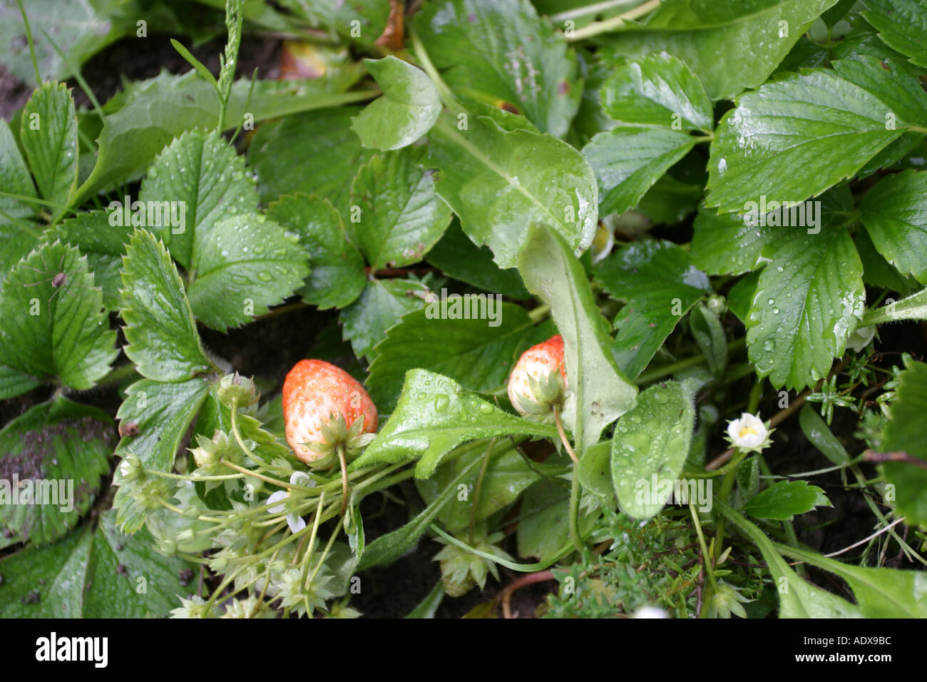 Strawberry in a garden Stock Photo - Alamy