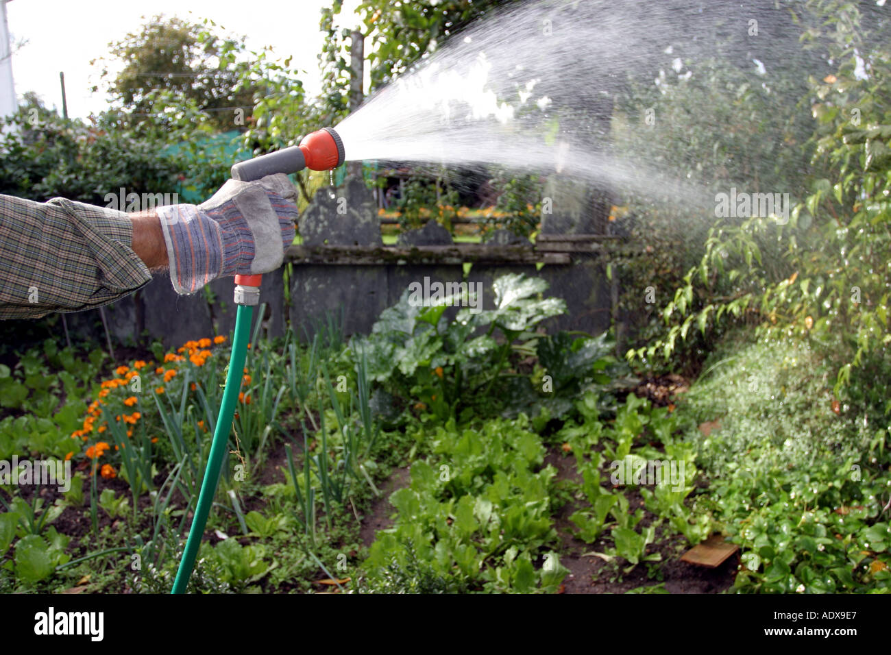 Hand Spraying a Garden Hose Stock Photo Alamy