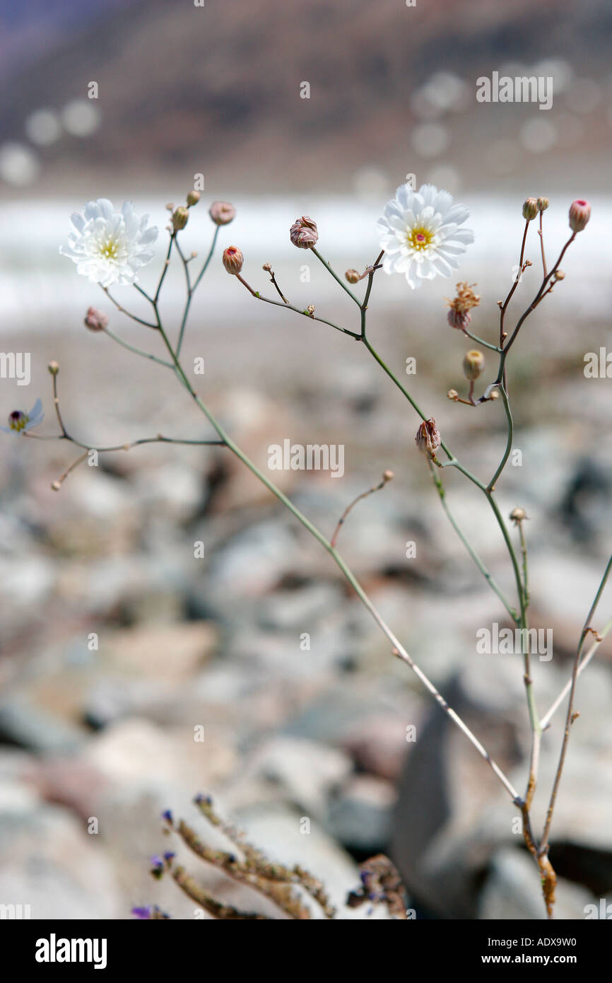 Flower Gravel Ghost bad water area Death valley California Stock Photo