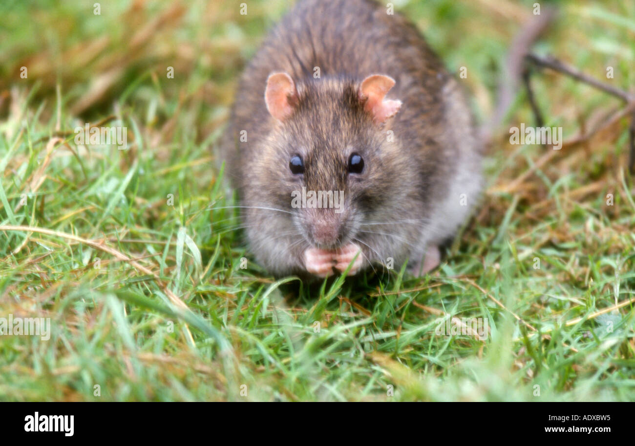brown rat eating Stock Photo Alamy