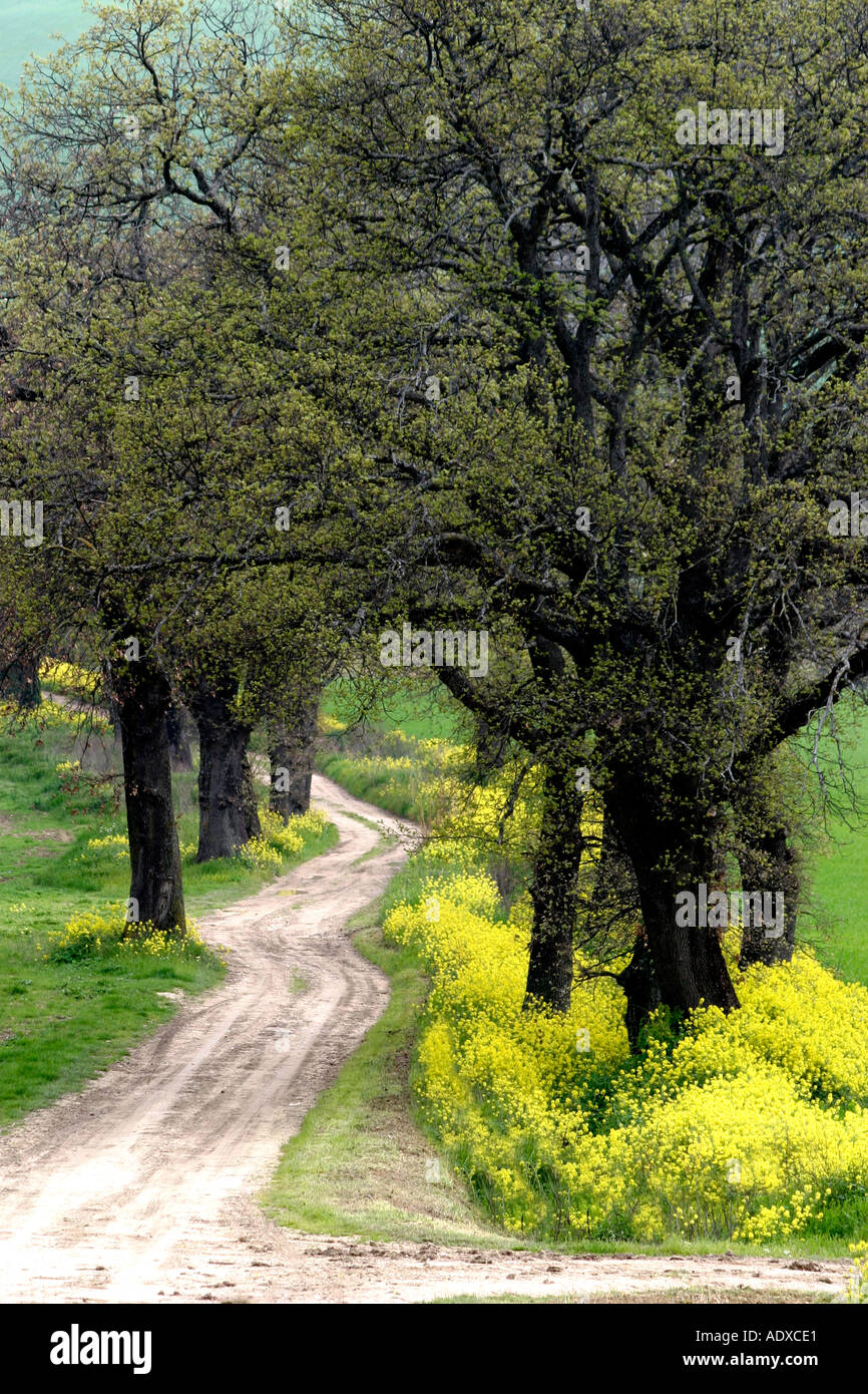 yellow Spring wildflowers edge a path in le Marche ,the Marches,Italy Stock Photo