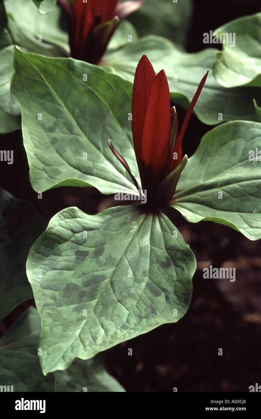 Trillium chloropetalum Stock Photo
