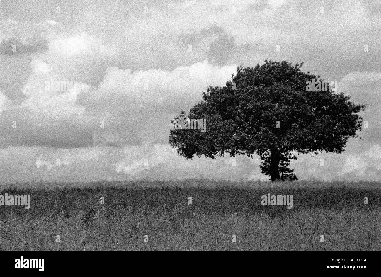 Rural pastoral scene scenic Black and White Stock Photos & Images - Alamy