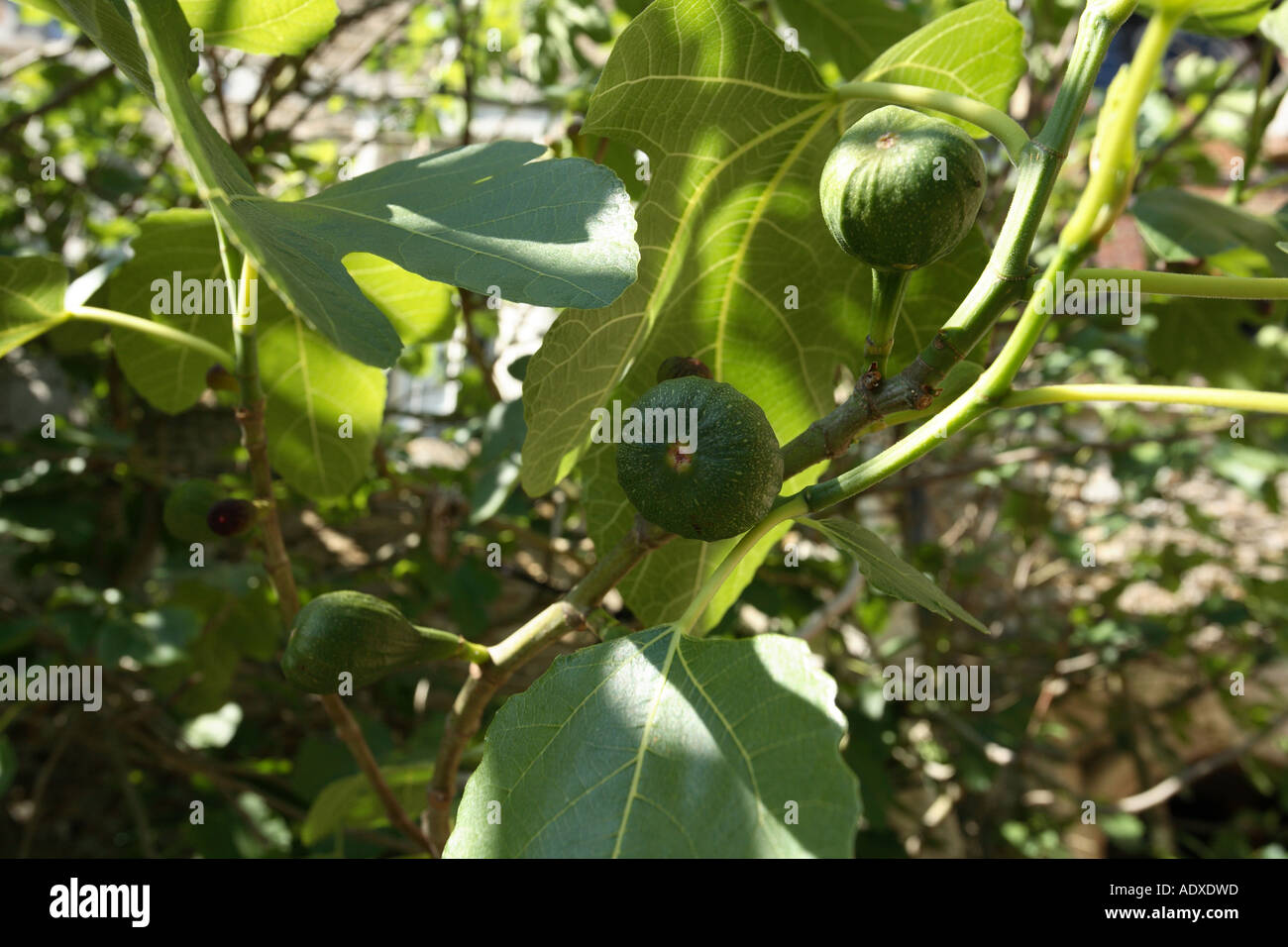 Figs on the tree. Surrey England Stock Photo Alamy