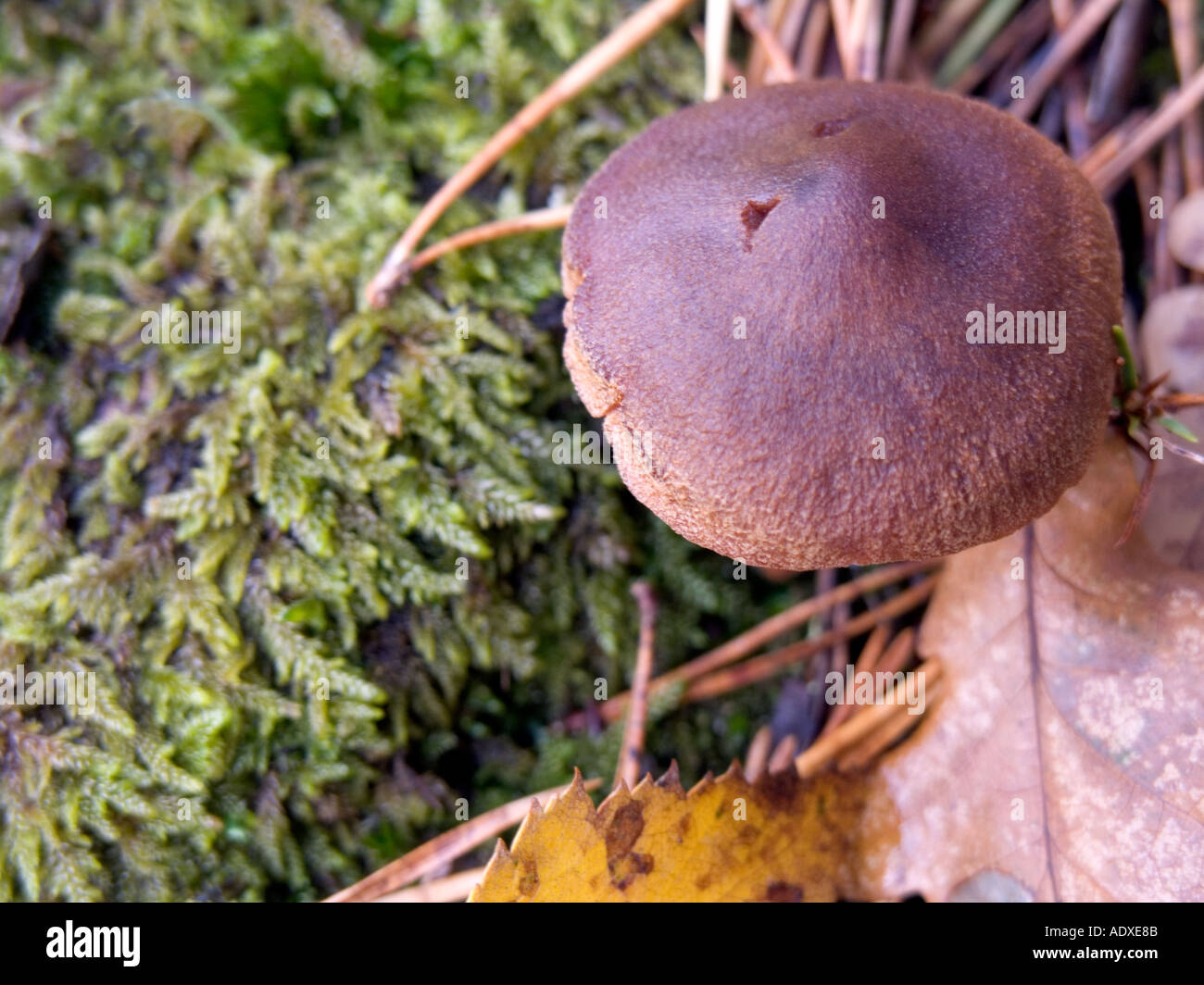 A WILD MUSHROOM Stock Photo Alamy