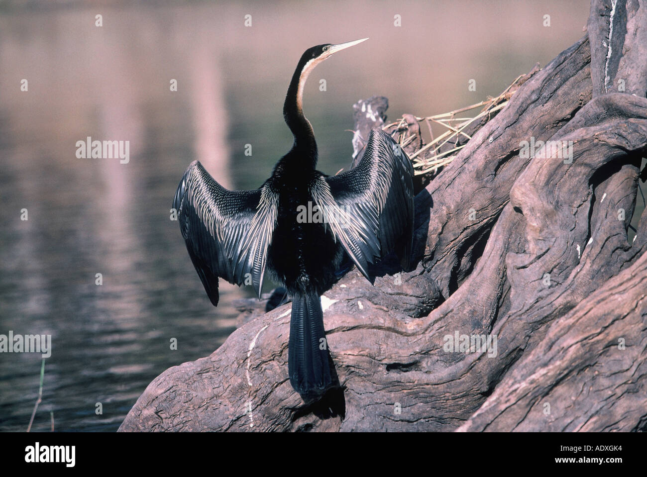 Water resistant plumage hi-res stock photography and images - Alamy
