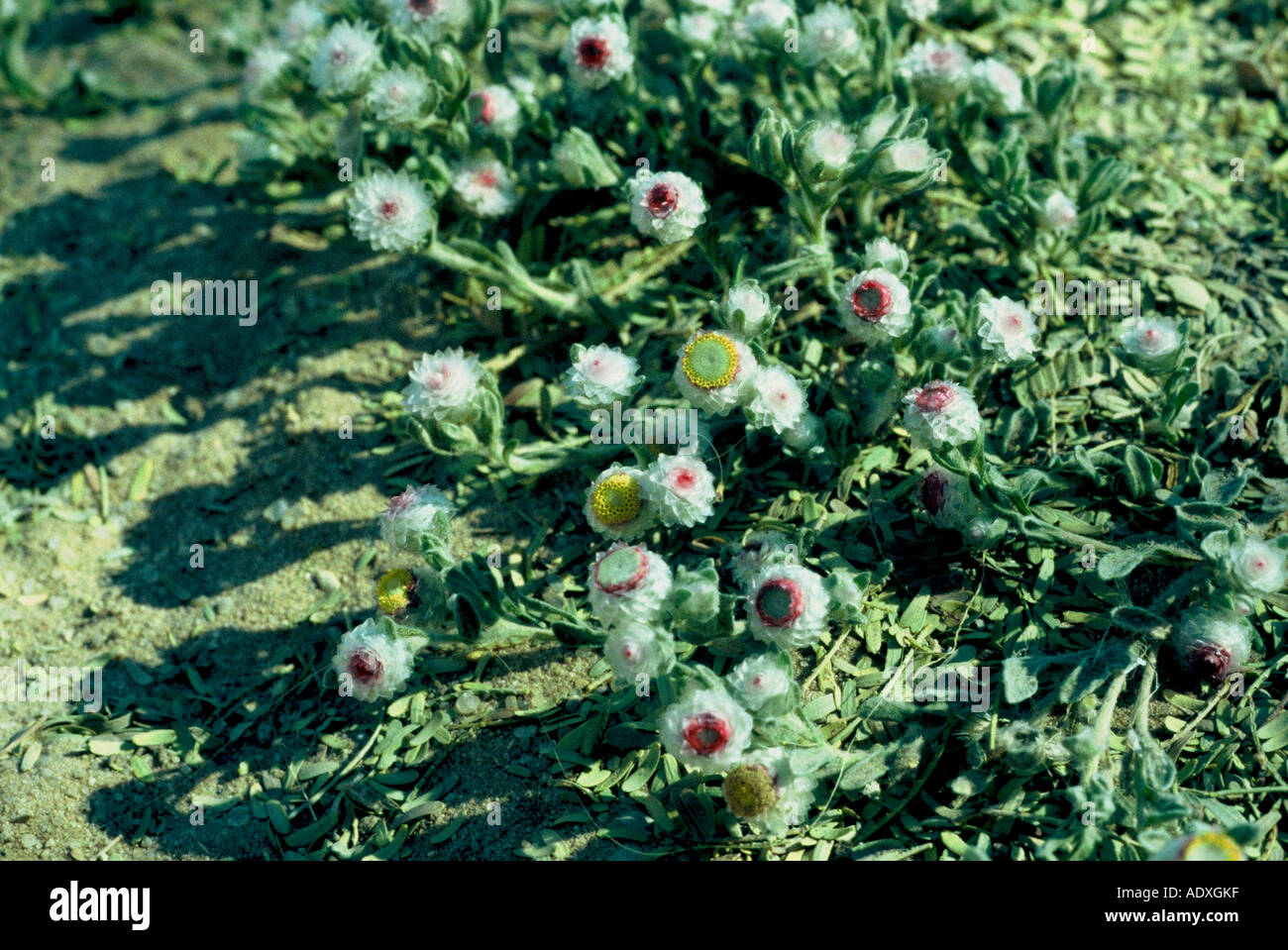 Helichrysum argyrosphaerum Kgalagadi TransFrontier Park Stock Photo
