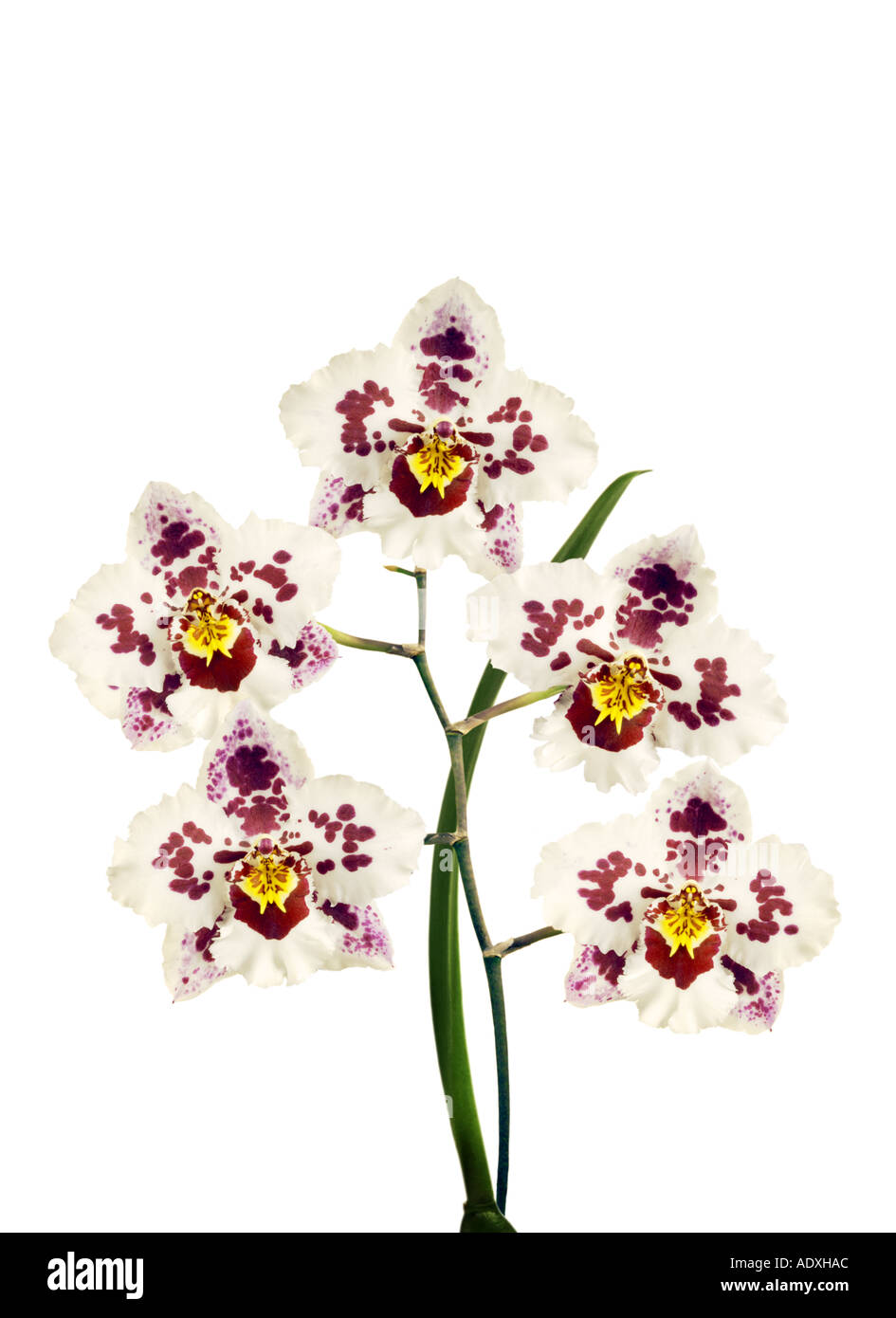 purple red white creme spotted orchid branch pink Phalaenopsis Stock Photo