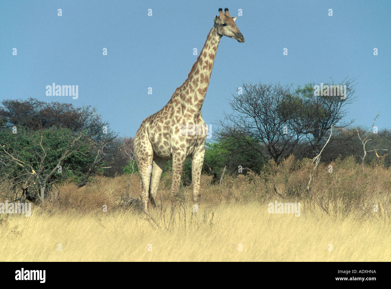 Giraffe physiology hi-res stock photography and images - Alamy