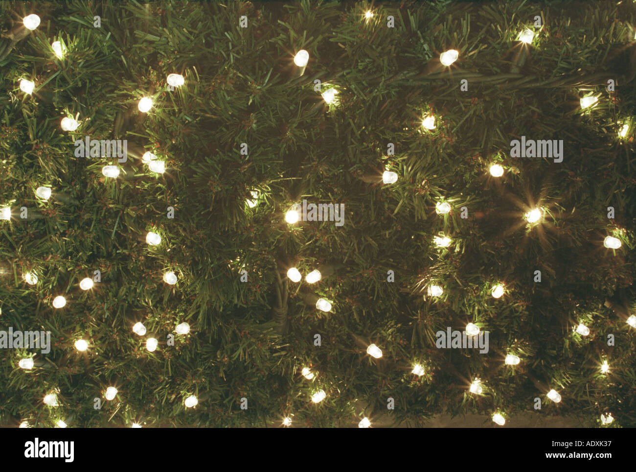 many fairy light bulbs lit in christmas tree grass Stock Photo Alamy