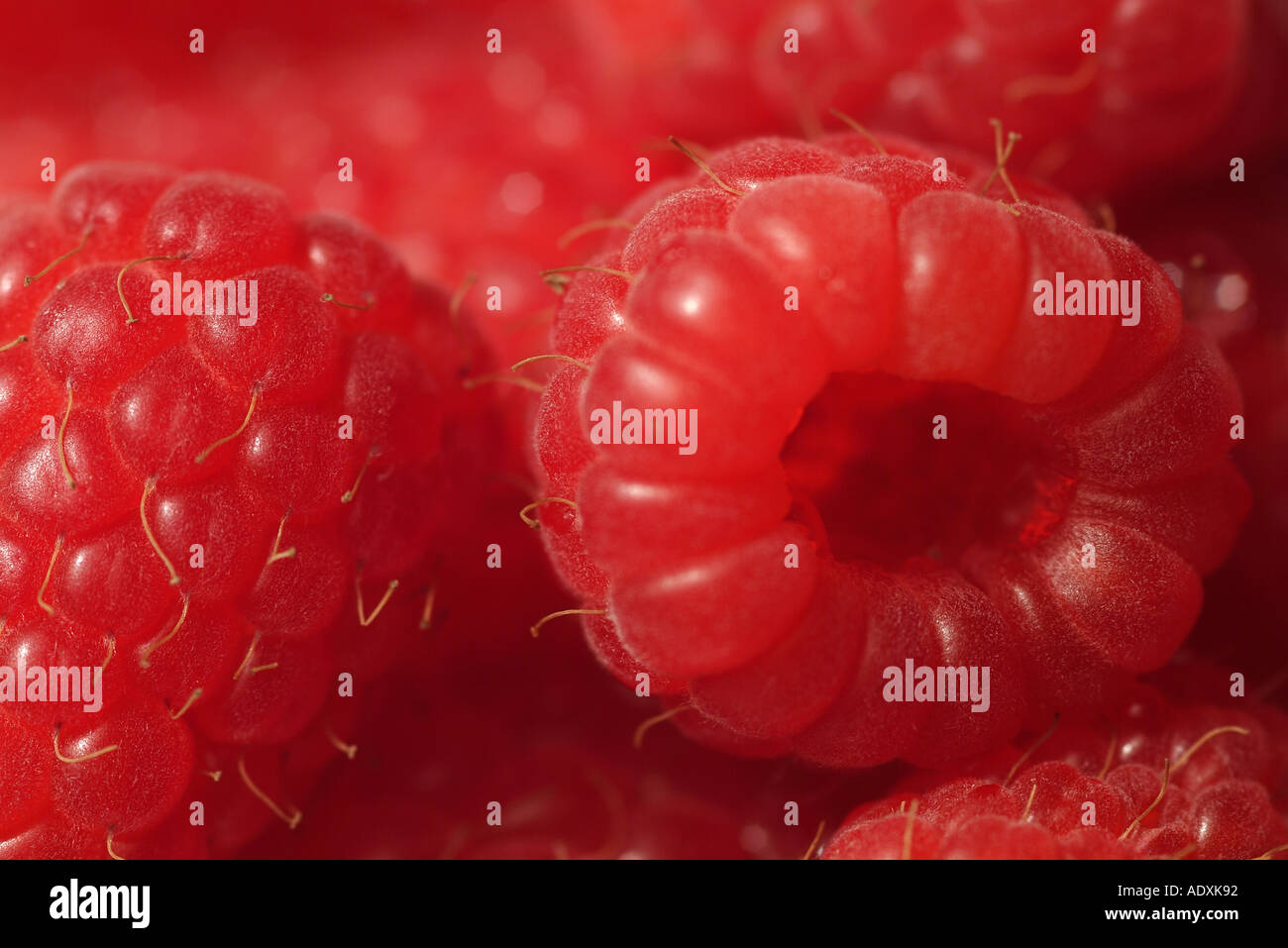 Close up organically cultivated hi-res stock photography and images - Alamy