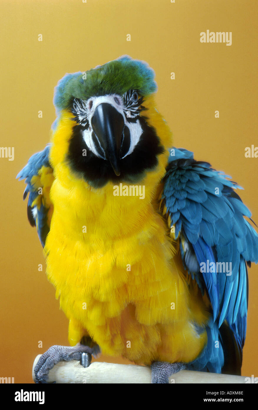 View of Blue and gold Macaw Stock Photo - Alamy