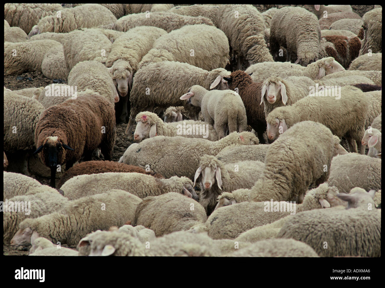 Herd of Sheep in Southern Germany Stock Photo - Alamy