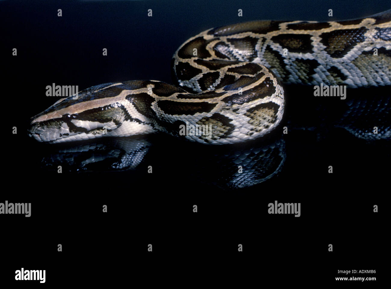 Burma python hi-res stock photography and images - Alamy