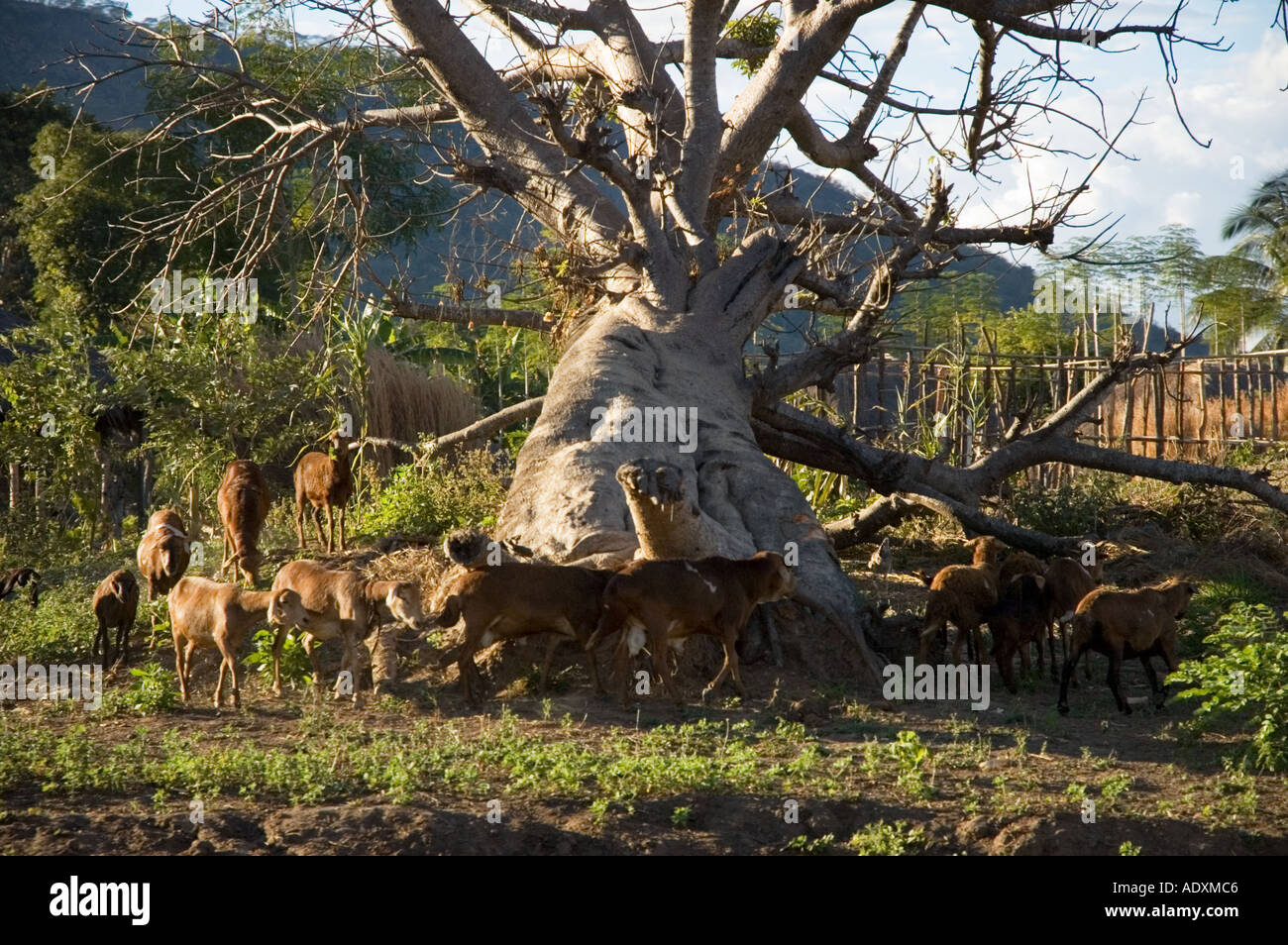 Baobab tree in northern Mozambique with a herd of goats underneath it Stock Photo