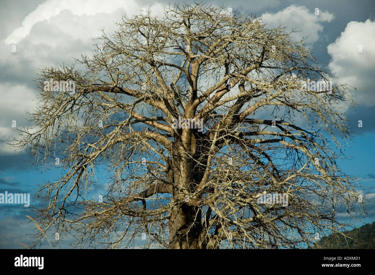 Baobab tree in northern Mozambique Stock Photo