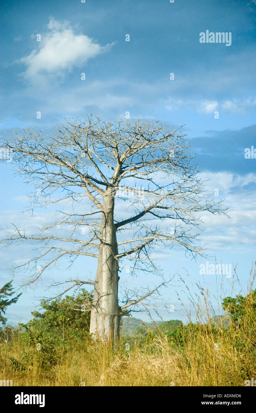 Baobab tree in northern Mozambique Stock Photo