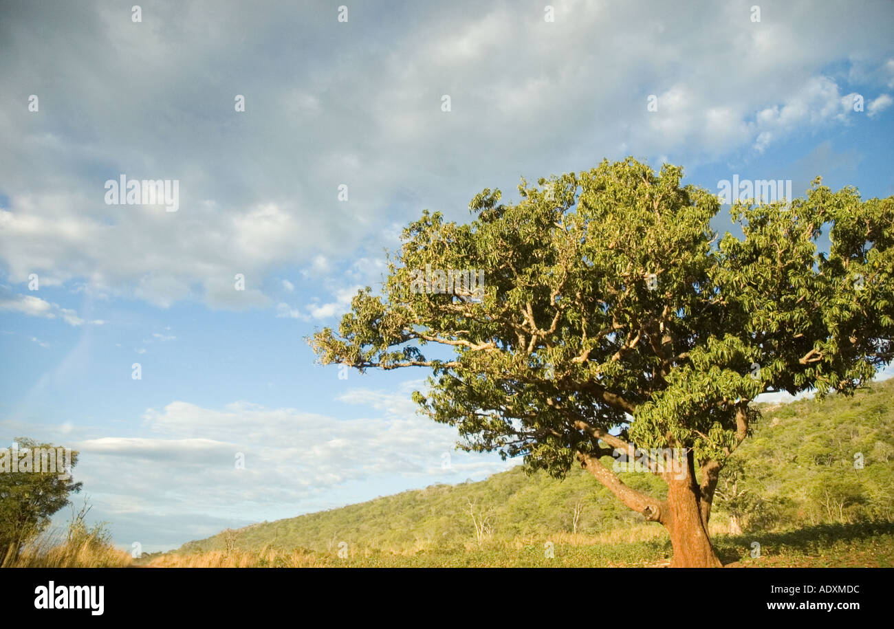 Green leaved tree in Northern Mozambique under blue sky with white clouds Stock Photo