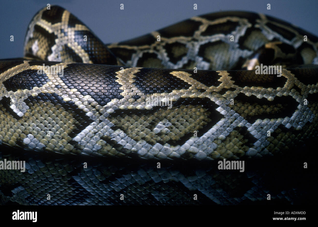 Burma python hi-res stock photography and images - Alamy