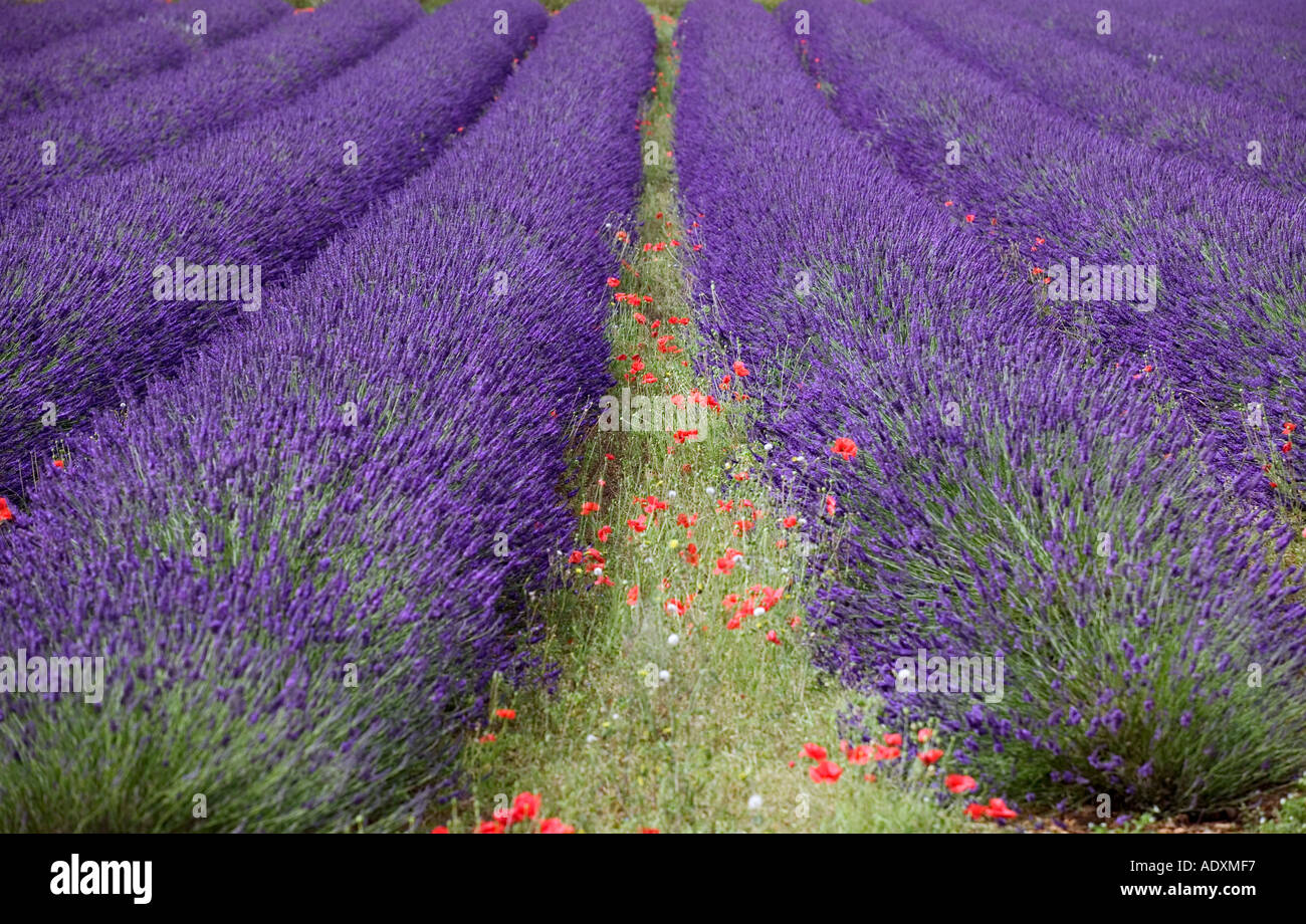 Lavender and poppies hi-res stock photography and images - Alamy