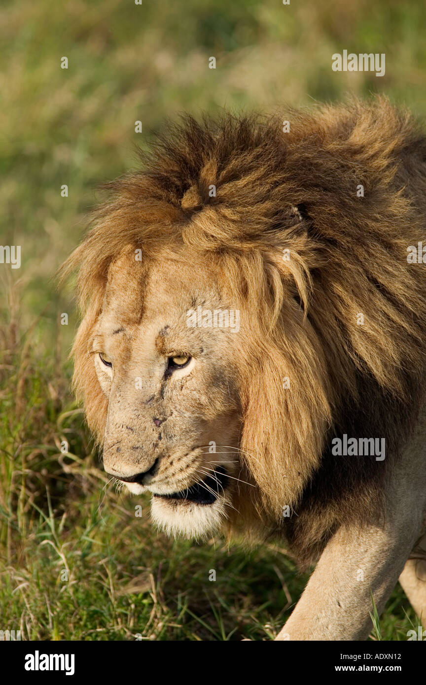 A male lion in the Masai Mara game reserve in Kenya East Africa Stock Photo