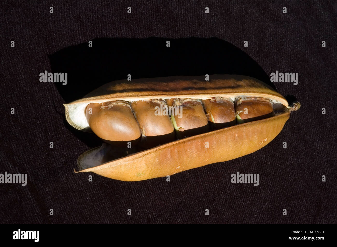 Black bean seed pods Castamospermum australe rainforest hardwood tree