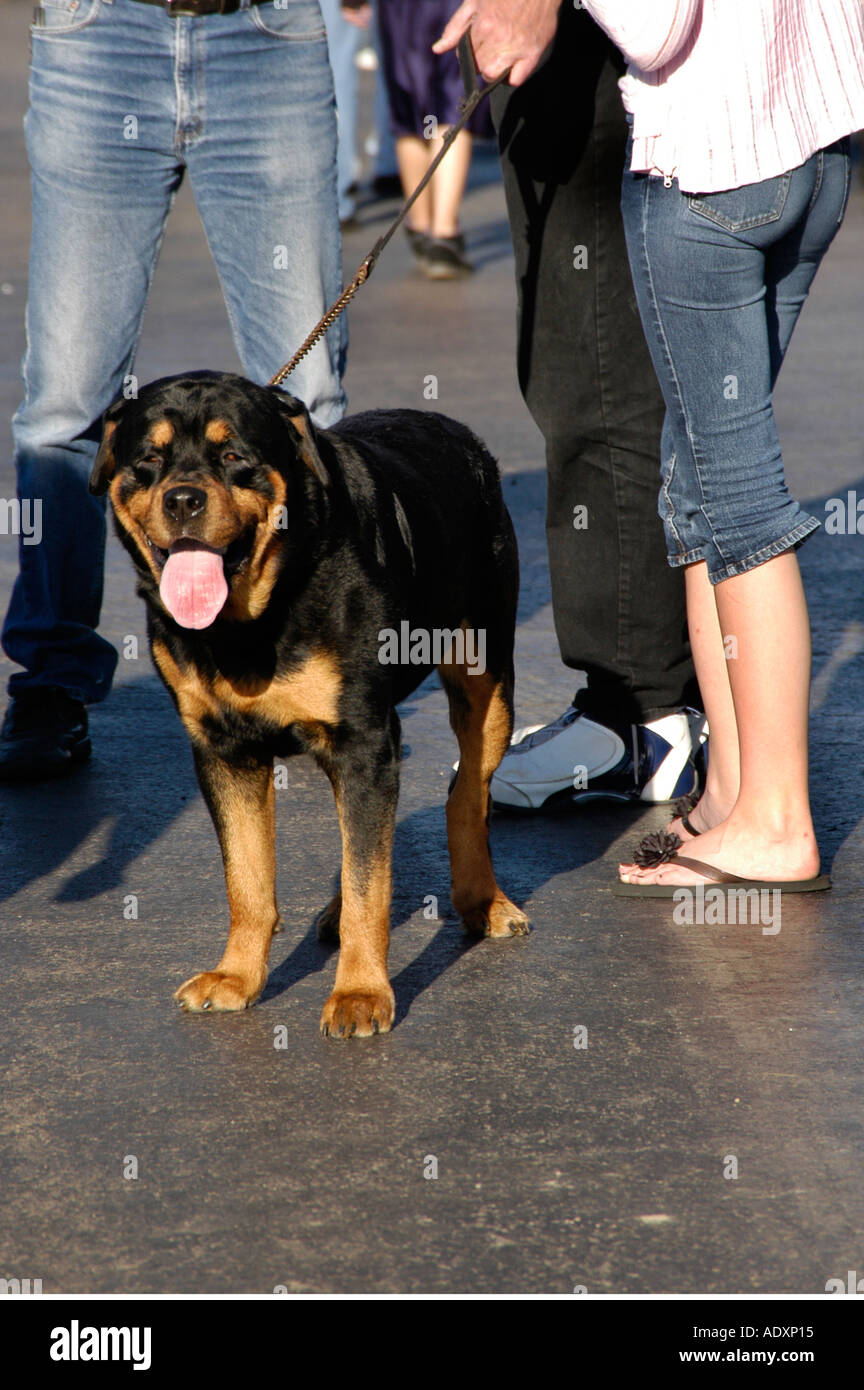 Rottweiler leash top