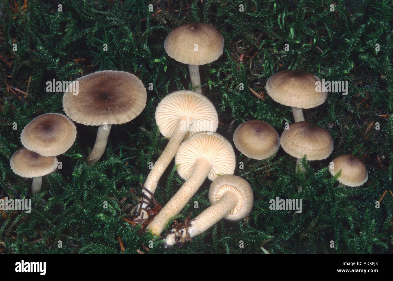 mushroom (Hygrophorus pustulatus), Germany, Eifel Stock Photo