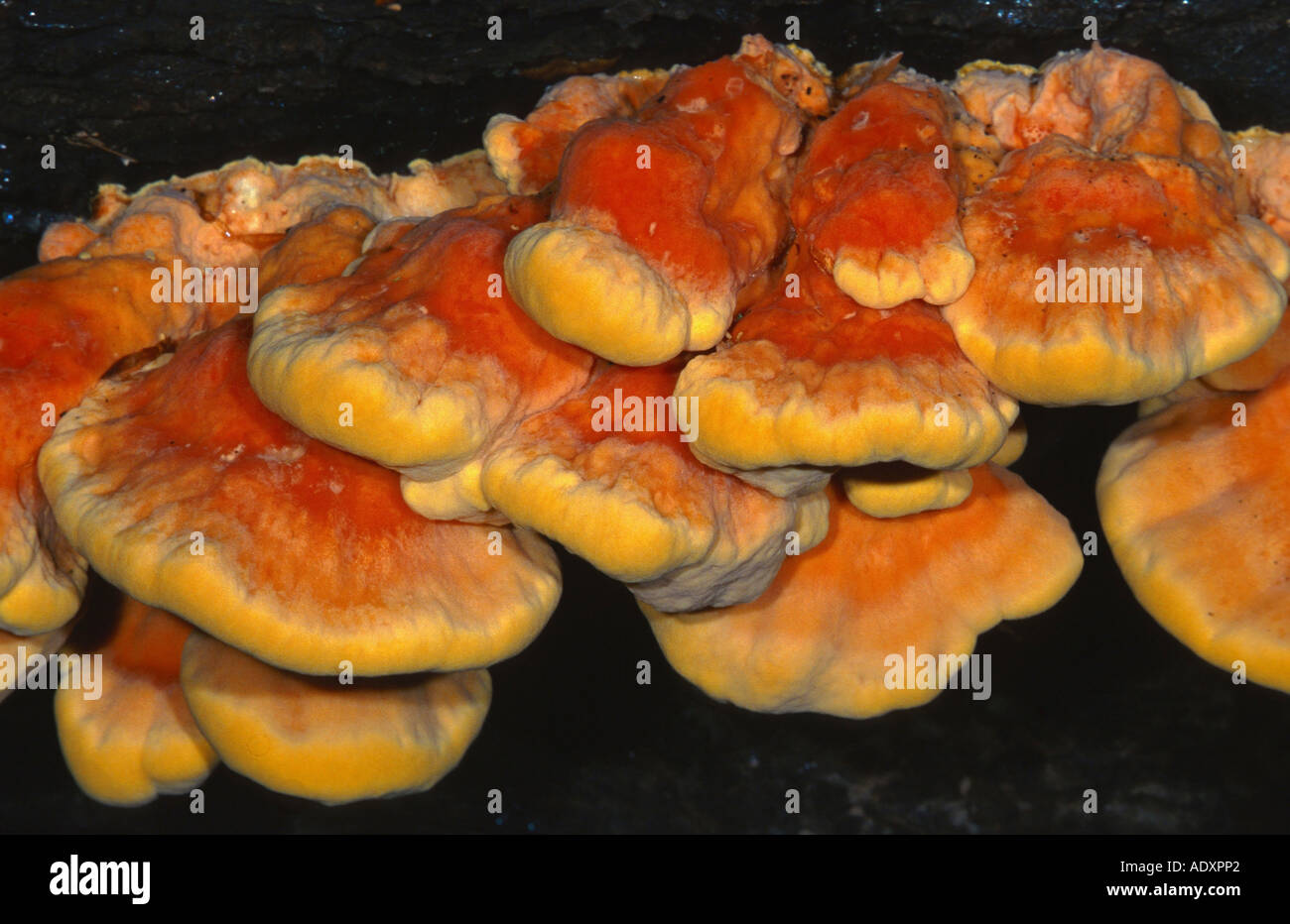 chicken of the woods (Laetiporus sulphureus), Germany, North Rhine