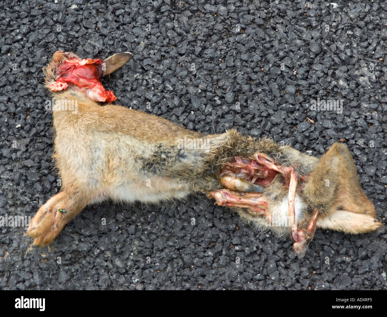 Dead rabbit hi-res stock photography and images - Alamy