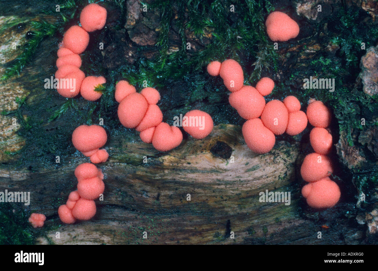 mushroom (Lycogala epidendron), Germany Stock Photo