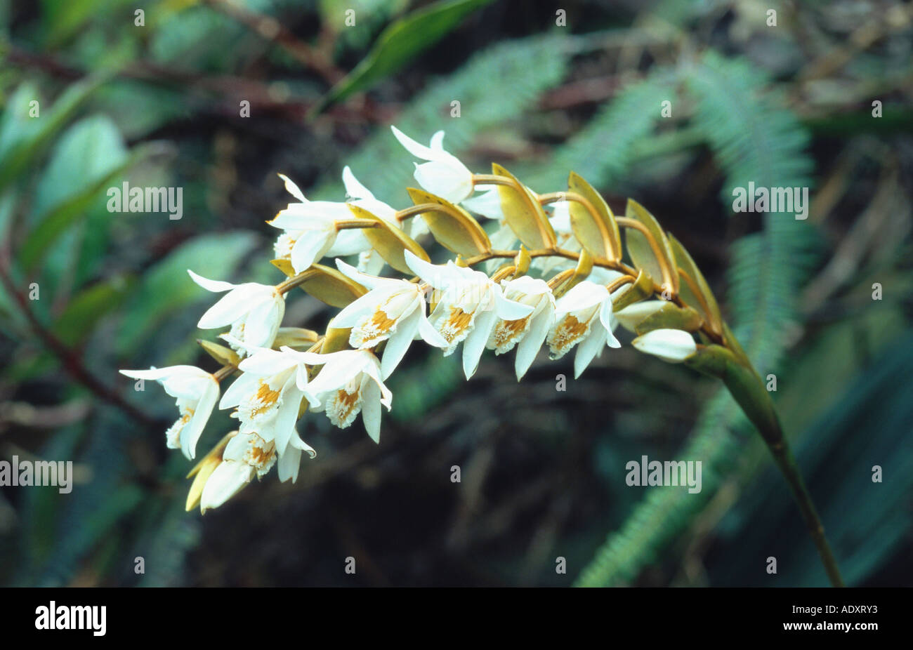 orchid (Coelogyne papillosa), bloomimg, Malaysia, Borneo Stock Photo