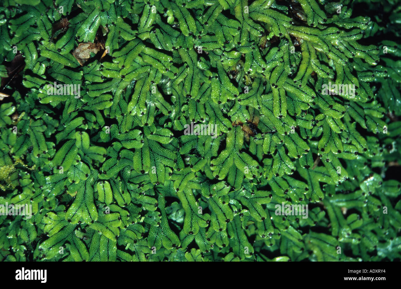 liverwort (Marchantia streimannii), Malaysia, Borneo, Mount Kinabalu Stock Photo