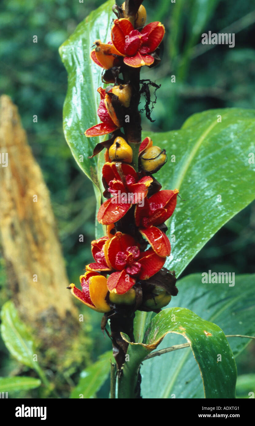 gingerlily (Hedychium cylindricum), fruit, Malaysia, Borneo Stock Photo