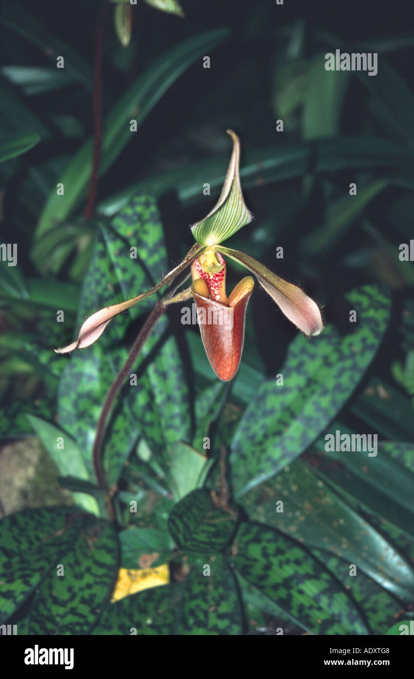orchid (Coelogyne papillosa), bloomimg, Malaysia, Borneo Stock Photo