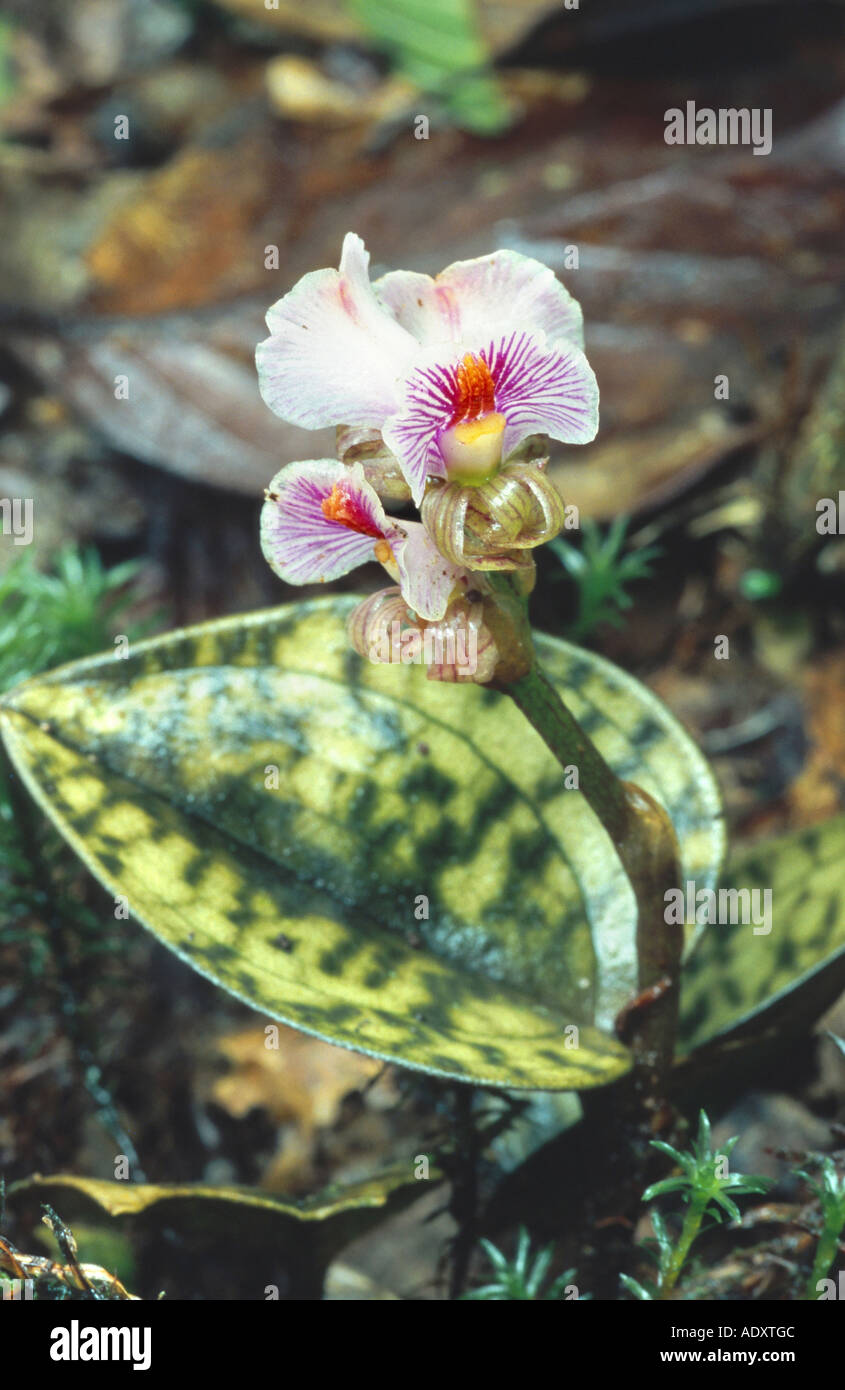 orchid (Nephelaphyllum pulchrum), bloomimg, Malaysia, Borneo Stock Photo