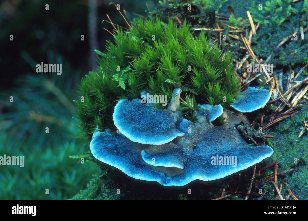 conifer blueing bracket (Spongiporus caesius, Tyromyces caesius, Postia caesia), Germany, Schleswig-Holstein, district Pinneberg Stock Photo