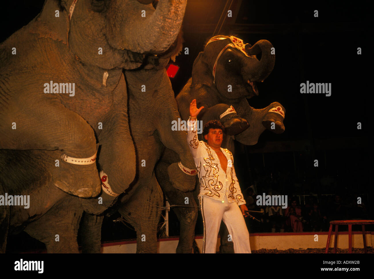 Mexican people person man male animal trainer with elephants at a circus in Puerto Vallarta Jalisco State Mexico Stock Photo