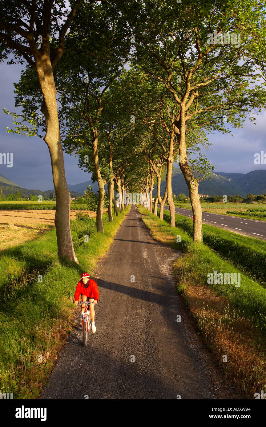 Cyclist avenue of trees Val du Fenouillet Languedoc France Stock Photo