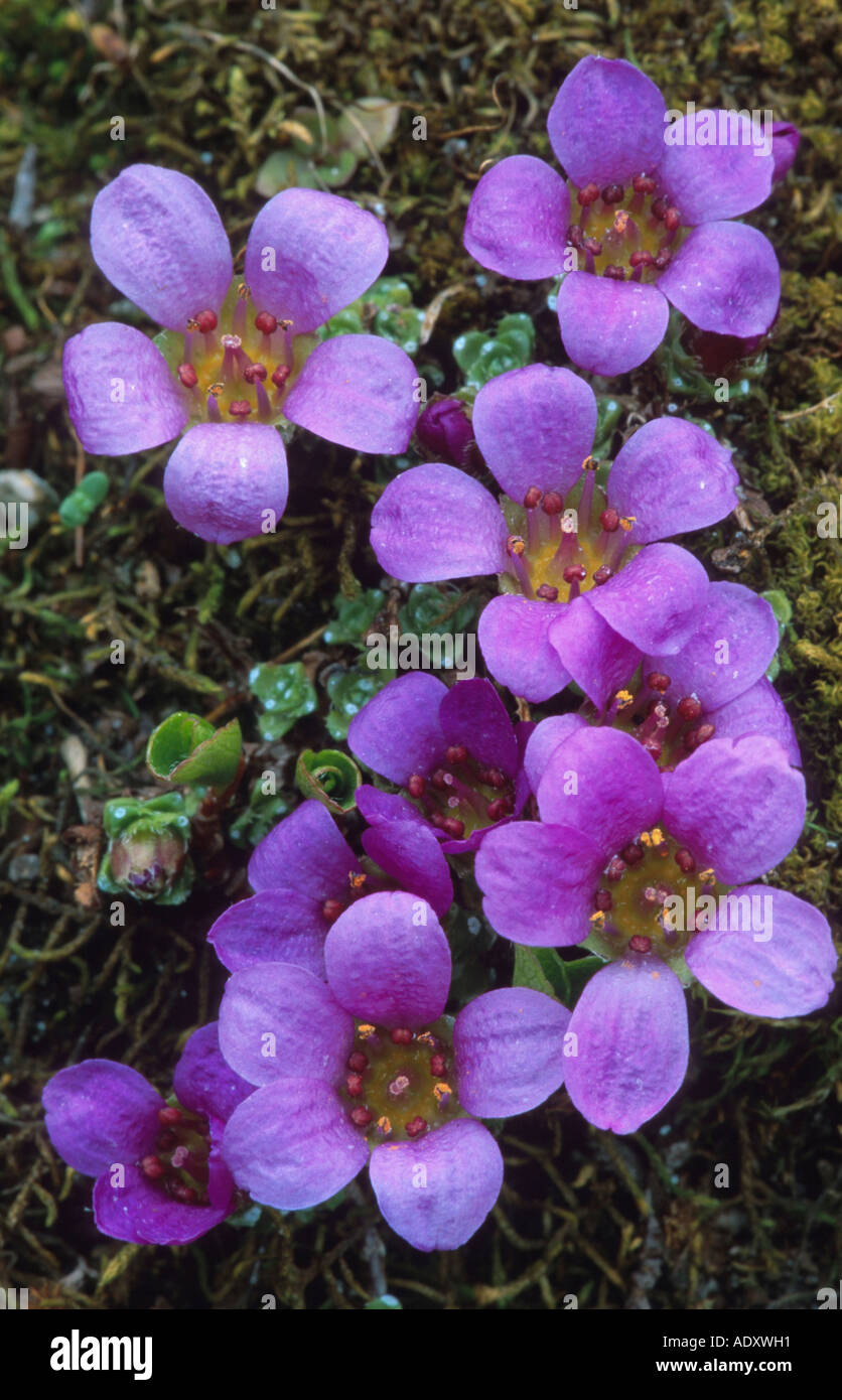 mountain saxifrage, purple saxifrage (Saxifraga oppositifolia), bloomimg, Austria, KaerntenSalzburger Land, NationalparkHohe Ta Stock Photo