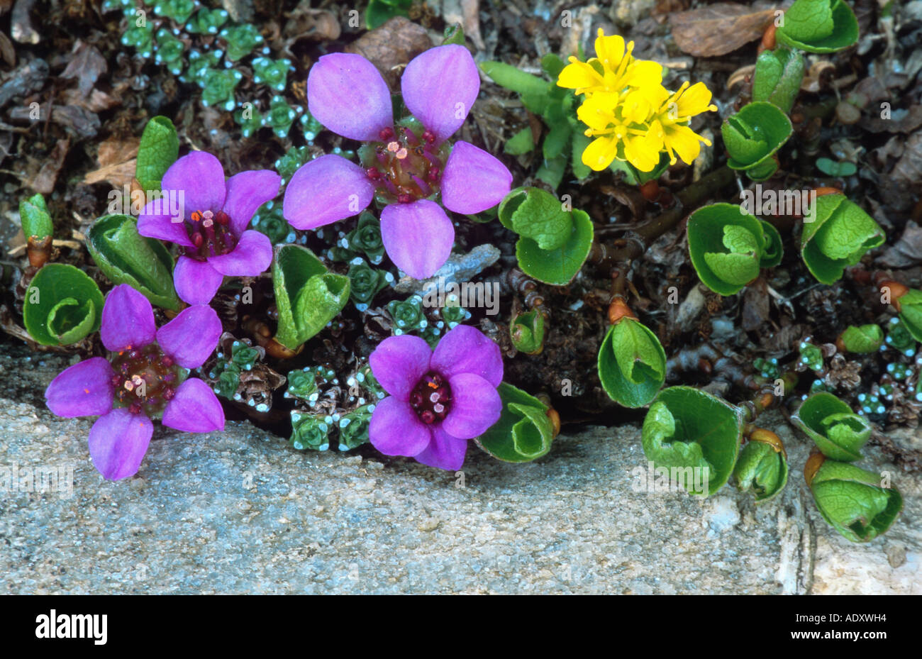 mountain saxifrage, purple saxifrage, twinflowered saxifrage and whitlow-grass (Saxifraga oppositifolia, Draba spec.), bloomimg Stock Photo
